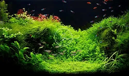 Java Moss (Large 25 Square Inch Portion) Freshwater Aquarium Plants Java Moss Live Plant for Aquarium. Guarantee.