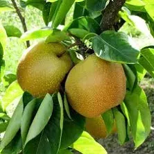 BrighterBlooms.com Shinseiki Asian Pear Tree Sweet, Crisp, and Juicy Asian Pears