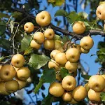 Brighter Blooms - Shinseiki Asian Pear, 6-7 ft. - No Shipping to Ar,az,ca,id,la,or,wa