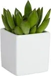 Costa Farms Mini Succulent Echeveria Fully Rooted Live Indoor Plant, 4-Inches Tall, Great Gift