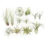 SALE - Special Jumbo Tillandsia Air Plants - Set of 12 - 40% Off