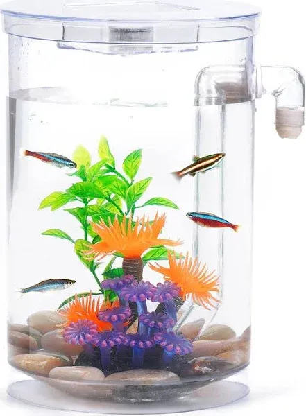 Betta Fish Tank