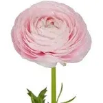 Light Pink Ranunculus