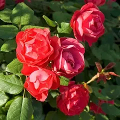 Oso Easy Double Red® Rose For Sale |Proven Winners