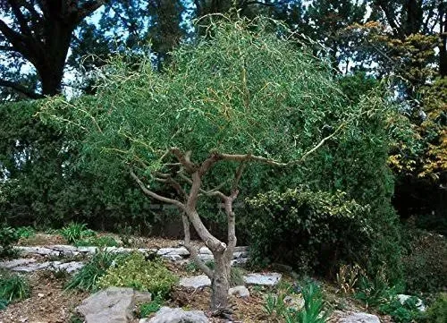 2 Corkscrew Willow Tree Cuttings Leaves and Branches Curl Very Distinctly