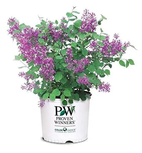 Bloomerang Dark Purple Lilac