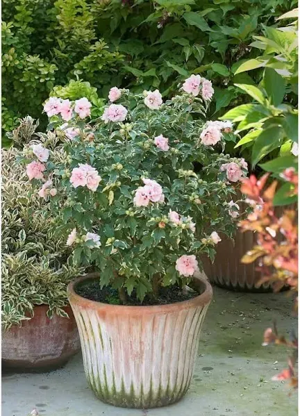 Proven Winners Sugar Tip Rose of Sharon Live Shrub, Light Pink Flowers and Variegated Foliage