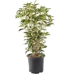 Baucom's Osmanthus Tea Olive Live Shrub