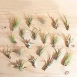 Shop Succulents | Live Air Plants Hand Selected Assorted Variety of Species, Tropical Houseplants for Home Décor and DIY Terrariums, 20-Pack,