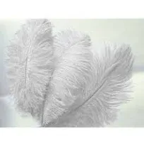 12 Pack 13"-15" White Natural Plume Real Ostrich Feathers, DIY Centerpiece Fillers