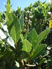 Laurus nobilis - 'Bay Leaf Tree' - Bay Laurel or Sweet Bay - Live Plant