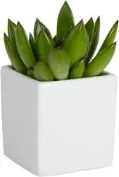 Costa Farms Live Mini Succulent