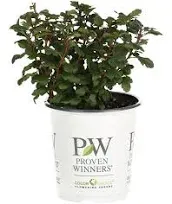 Proven Winners Tiny Wine Ninebark Live Shrub