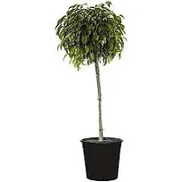 Ficus Benjamina Weeping Fig Standard - Live Plant in a 10 Inch Pot - F