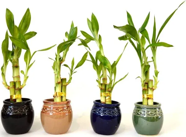 9GreenBox - Live 3 Style Party Set of 4 Bamboo Plant Arrangement w/Ceramic Vase