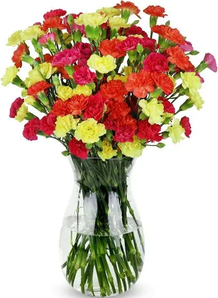 Benchmark Bouquets 20 Stem Bright Mini Carnations