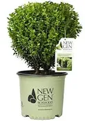 NewGen Freedom Boxwood