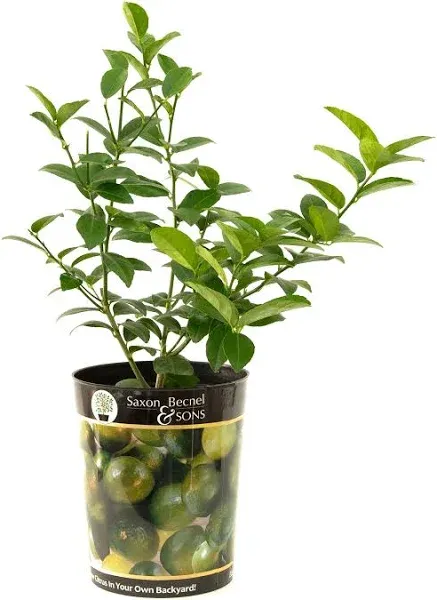 Garden State Bulb Persian Lime Tree, Citrus Live Plant (1 Gallon Potted)