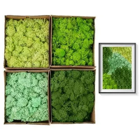 4-Color Preserved Mosses Set