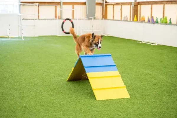 Better Sporting Dogs Agility A-Frame | Dog Agility Equipment