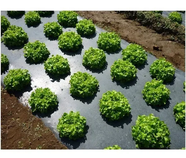 Grower's Solution Black Plastic Mulch 4ft. X 100ft. 1.0 Mil Embossed