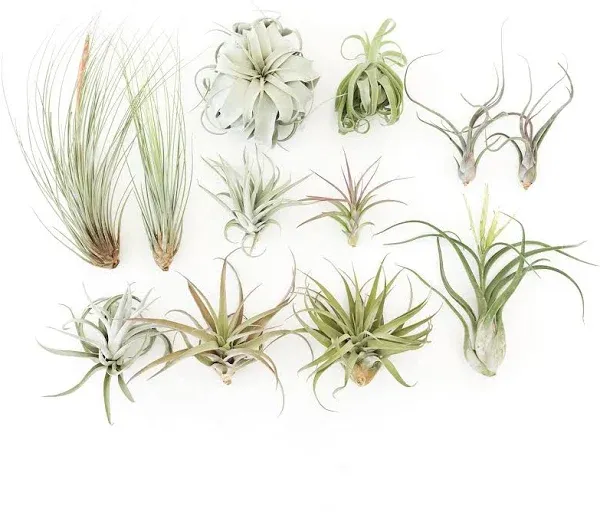 Air Plant Shop Tillandsia Jumbo Variety Pack Air Plants