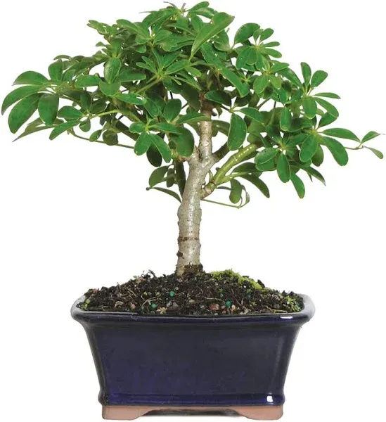 Brussel's Bonsai Dwarf Hawaiian Umbrella Tree