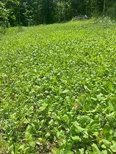 Hit List Seed® No Till Food Plot Seeds for Deer [Annual Mix] - Throw and Grow Food Plot Seed - Deer Plot Seed Mix - Clover, Rye, Turnip, Brassica, Oats - No Plow Food Plot Seed for Deer - 5 lbs