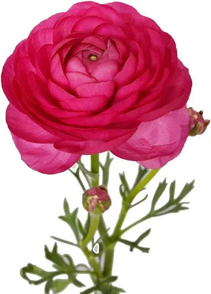 Ranunculus Hot Pink