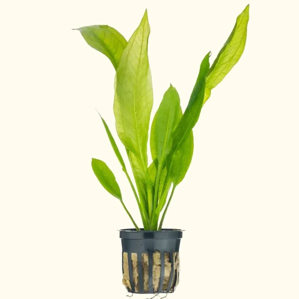 Amazon Sword Plant