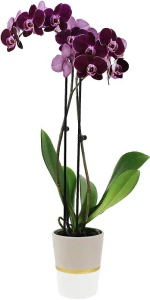 Plants & Blooms Shop™ PB116 Orchid, 5", Purple