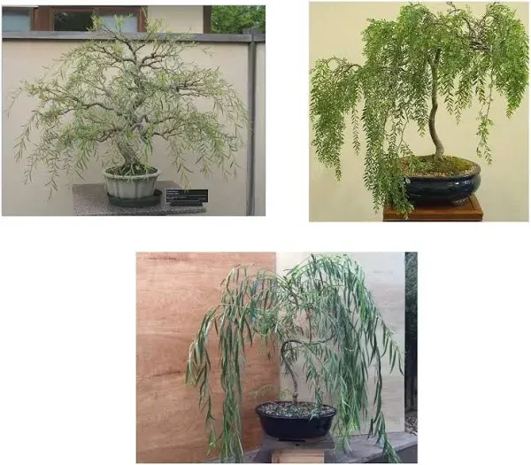 Bonsai Willow Tree Bundle