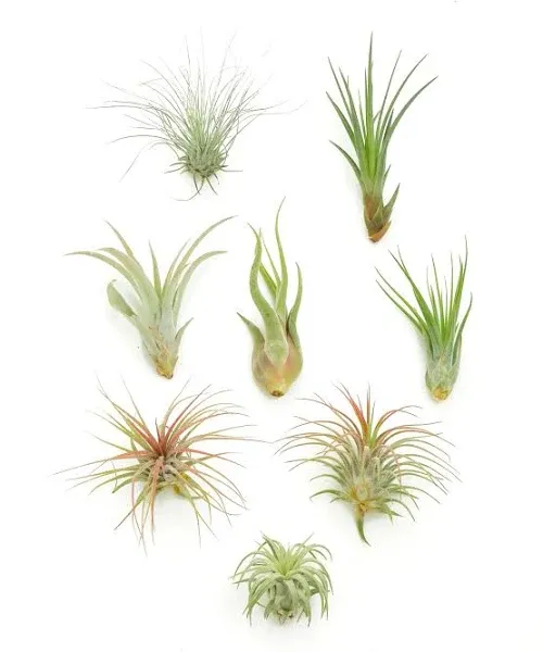 | Assorted Collection Of Live Air Plants Hand Selected Variety Pack Of Air Succu