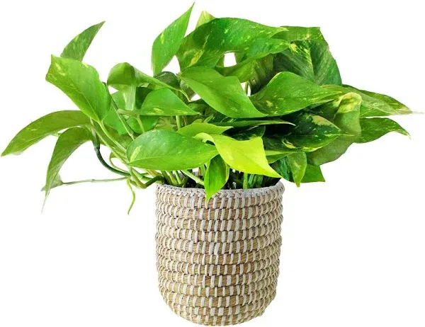 Shop Succulents Pothos Plant