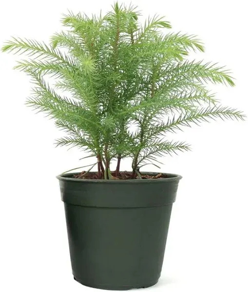 Norfolk Island Pine Tree, 4-Inch Pot