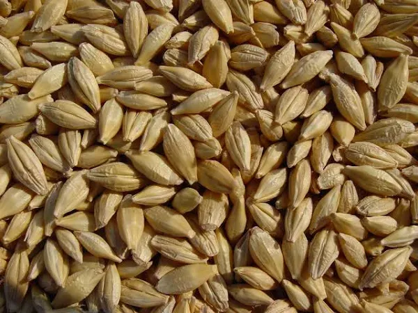 Barley Unhulled Joseph's Grainery Whole Grain Barley