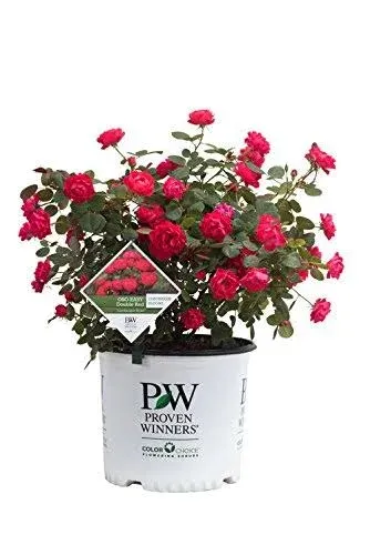 Oso Easy Double Red Rose | Rosa