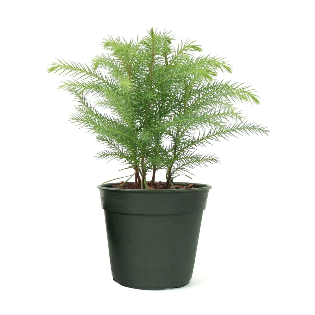 American Plant Exchange Norfolk Island Pine Tree, 4-Inch Pot, Easy Care Indoor & Outdoor Houseplant, Live Holiday Decor