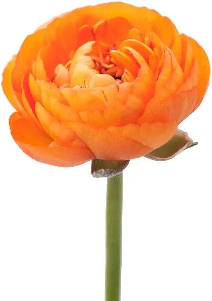 Ranunculus Orange