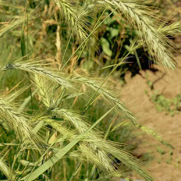 500 Virginia Wild Rye Native Grass Seeds - Everwilde Farms Mylar Seed Packet