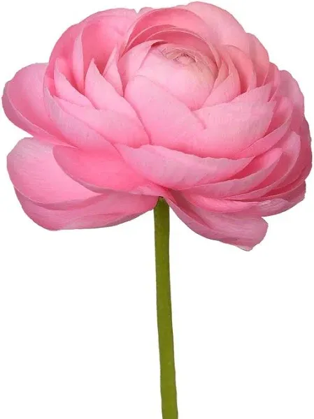 Bloomingmore Flowers, 140 Farm Fresh Light Pink Ranunculus