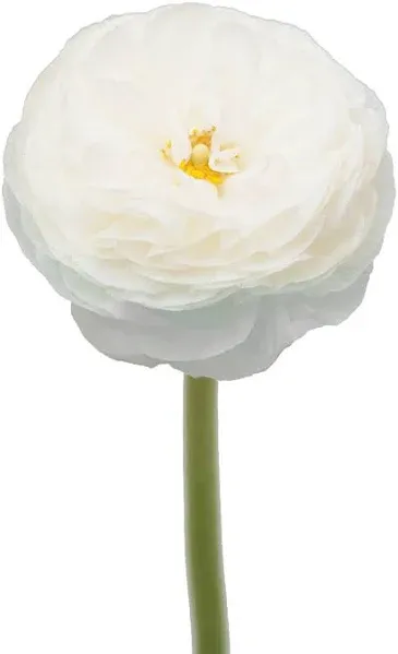 Ranunculus, White:- White