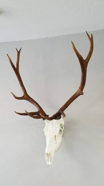 : European Skull Hanger (Raging Bull: Elk European Mount Hanger, Black)