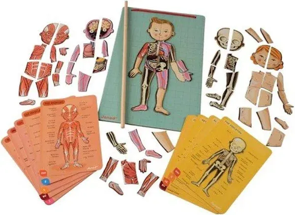 Janod Bodymagnet Educational Human Body Game - Anatomy, Organs, Skeleton, Muscles - 76 Magnetic Pieces - From 7 Years Old, 12 Languages, J05491