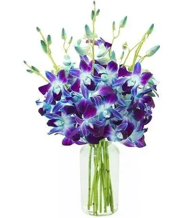 KaBloom PRIME NEXT DAY DELIVERY - Fall Collection - Exotic Sapphire Orchid Bouquet of 10 Blue Orchid with Vase .Gift for Birthday, Anniversary, Thank You, Valentine, Mother’s Day Fresh Flowers