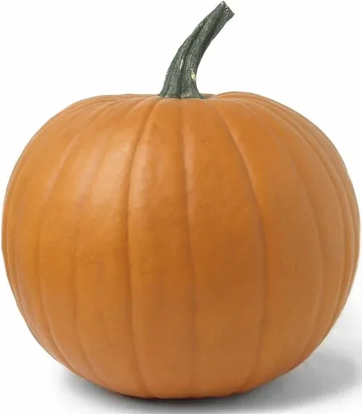 Pumpkin 1 ct.