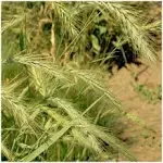 Everwilde Farms - 1 Lb Virginia Wild Rye Native Grass Seeds - Gold Vault