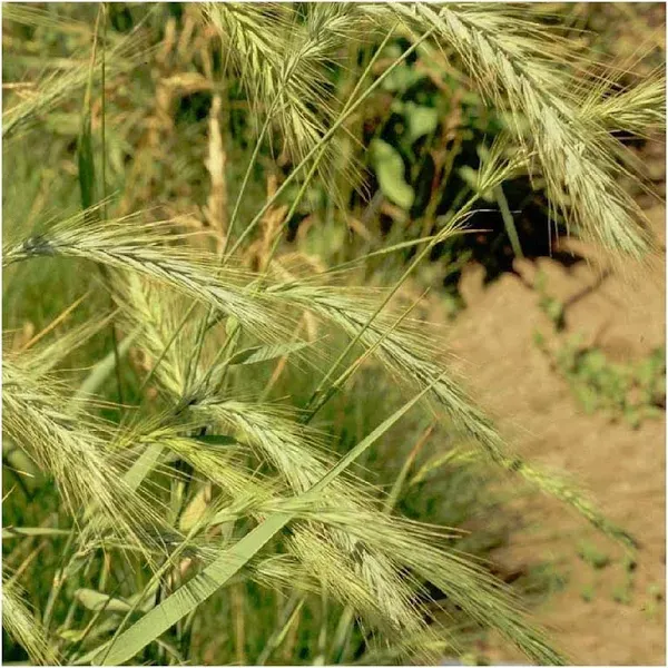 Everwilde Farms Virginia Wild Rye Native Grass Seeds