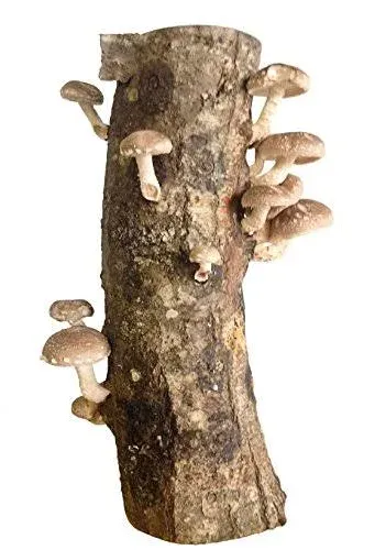 2funguys Shiitake Mushroom Log