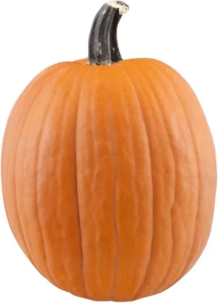 Pumpkin 1 ct.